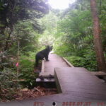 【クマ情報】週間レポート7/25～31（大沼後生掛地区）