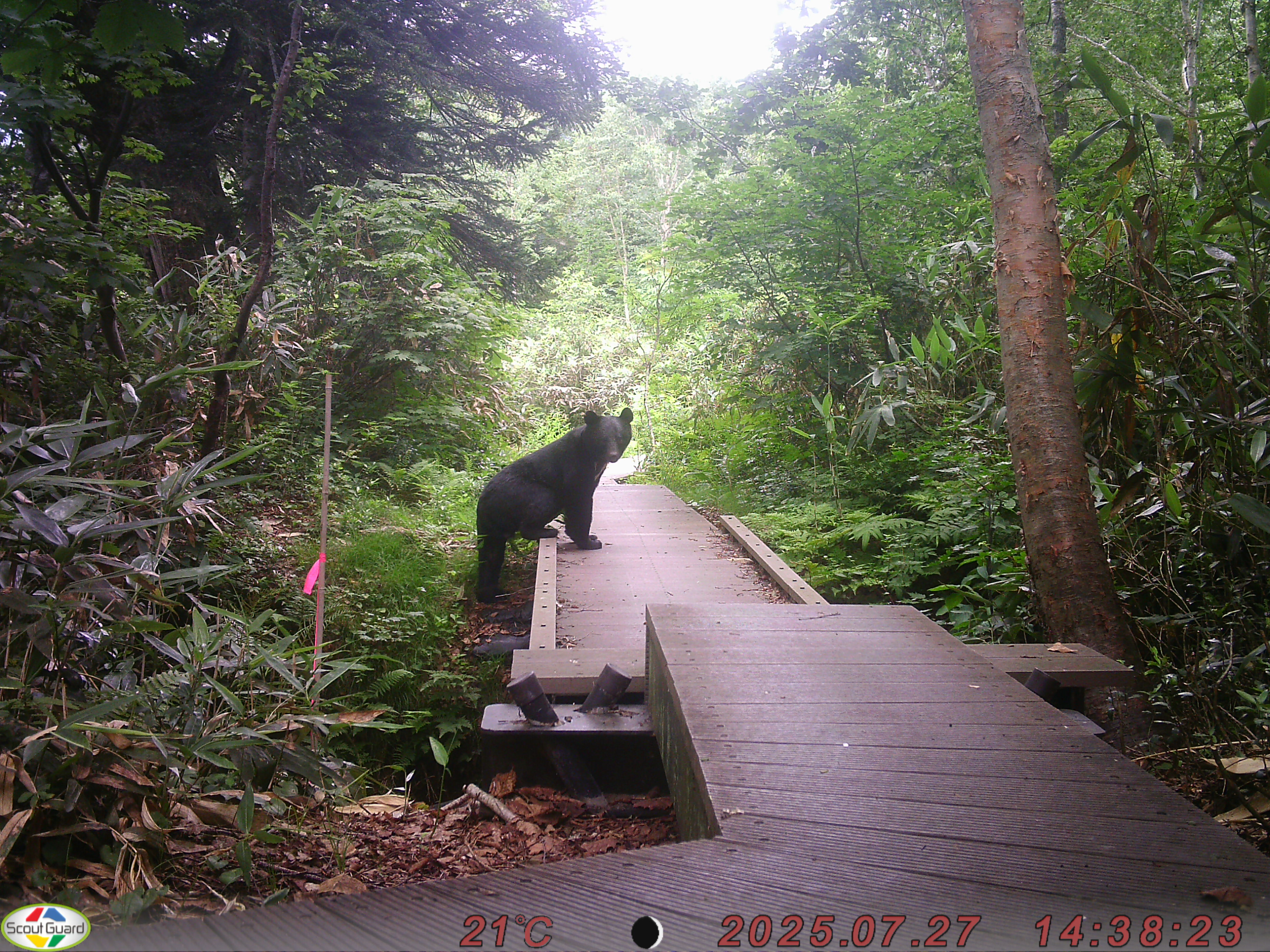 クマ情報】週間レポート7/25～31（大沼後生掛地区） | 八幡平ビジター
