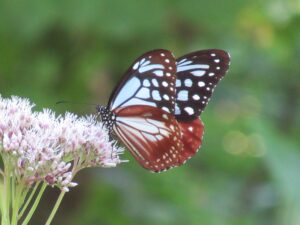 【自然情報】8月16日　大沼自然探勝路、VC周辺