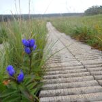 【自然情報】８月26日　八幡平山頂～八幡沼