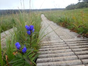 【自然情報】８月26日　八幡平山頂～八幡沼