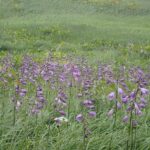 【自然情報】８月４日　山頂～八幡沼周回