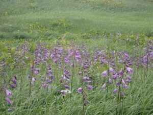 【自然情報】８月４日　山頂～八幡沼周回