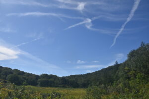 【自然情報】9月4日　大沼自然探勝路、VC周辺