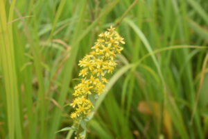 【自然情報】9月13日　大沼自然探勝路、VC周辺