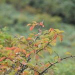 9月27日開催「秋田焼山　紅葉トレッキング」の下見に行ってきました。