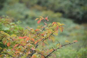 9月27日開催「秋田焼山　紅葉トレッキング」の下見に行ってきました。