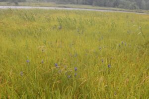 【自然情報】9月20日　大沼自然探勝路、VC周辺、秋田焼山