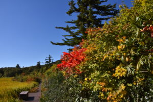 【自然情報】9月28日　大沼自然探勝路、VC周辺、秋田焼山