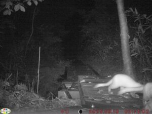 【クマ情報】週間レポート9/13～9/22（大沼後生掛地区）