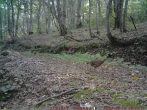 【クマ情報】週間レポート9/6～9/13（大沼後生掛地区）