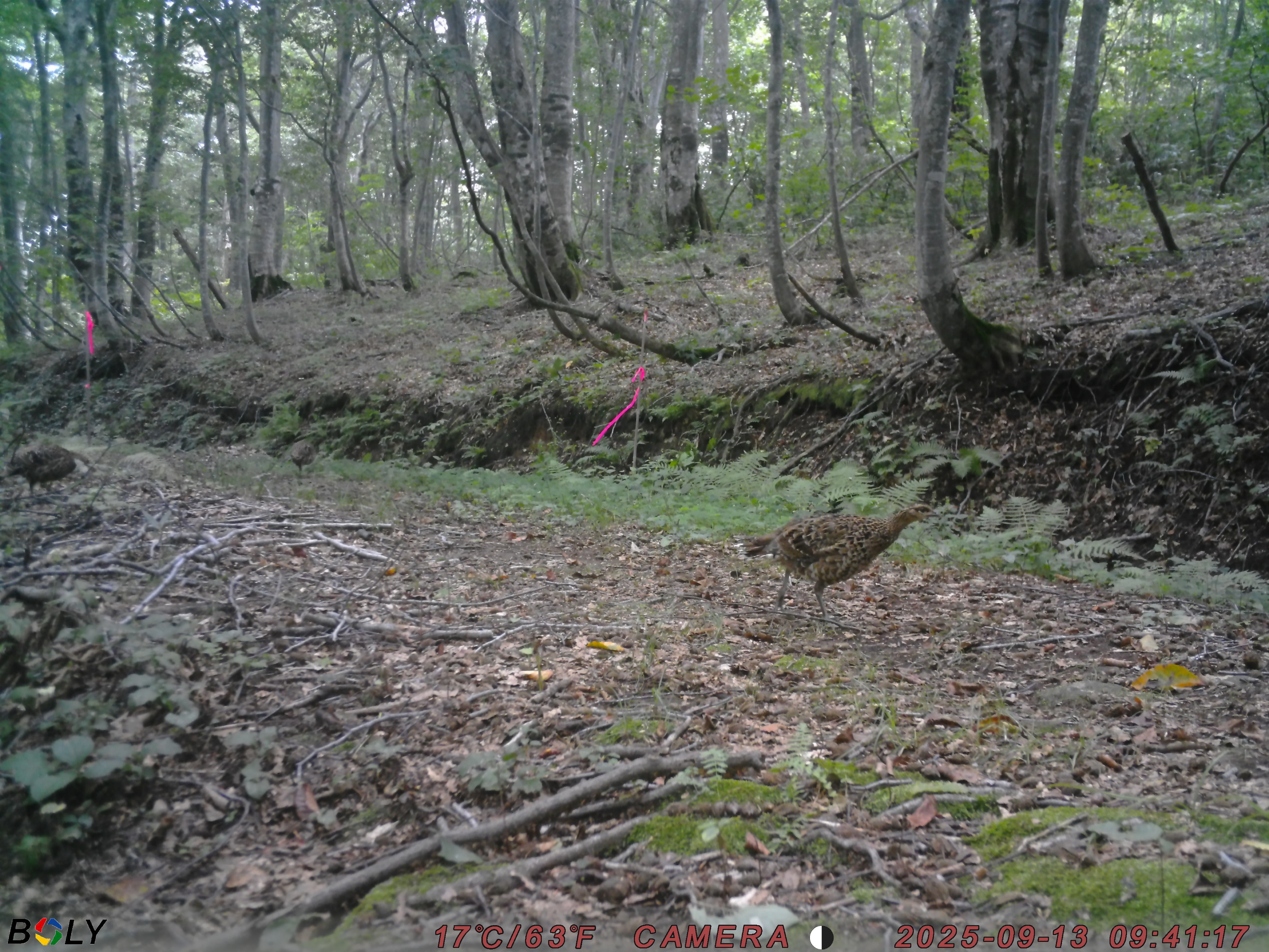 クマ情報】週間レポート9/6～9/13（大沼後生掛地区） | 八幡平ビジター