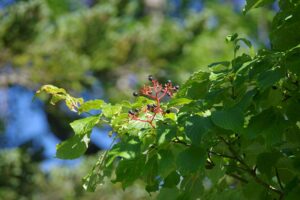 【クマ情報】週間レポート8/28～9/6（大沼後生掛地区）