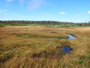 【自然情報】9月14日　八幡平山頂～八幡沼
