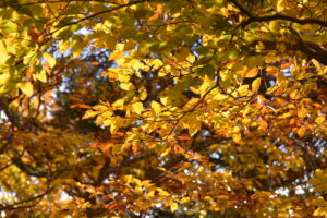 10月19日（日）「長沼　黄葉のブナ林トレッキング」を開催しました。