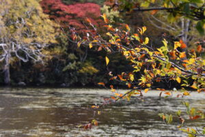 10月19日（日）開催「長沼　黄葉のブナ林トレッキング」の下見に行ってきました。