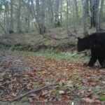 【クマ情報】週間レポート10/5～10/13（大沼後生掛地区）