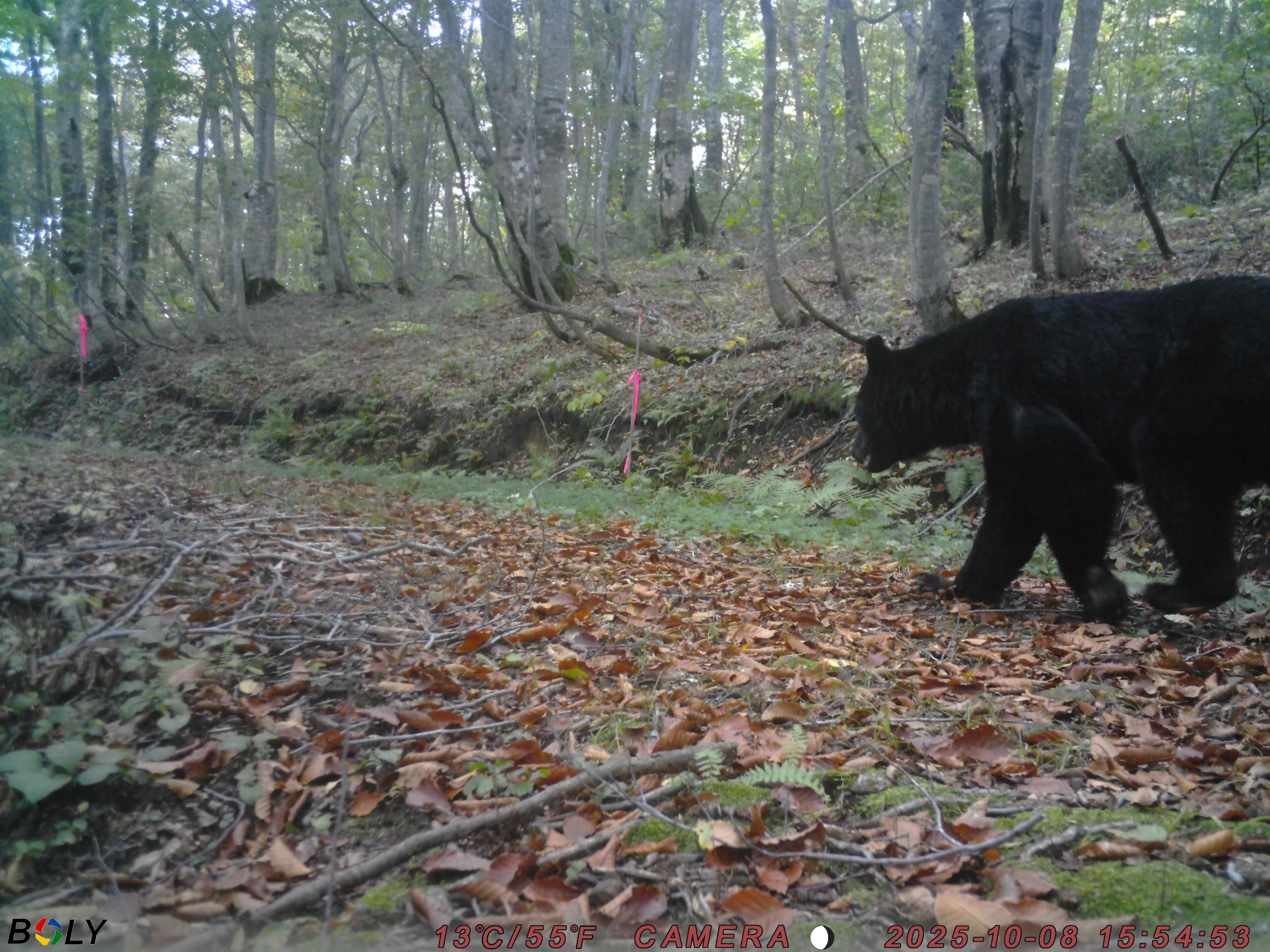 クマ情報】週間レポート10/5～10/13（大沼後生掛地区） | 八幡平