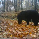 【クマ情報】週間レポート10/22～10/29（大沼後生掛地区）