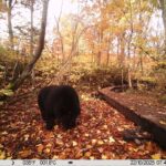 【クマ情報】週間レポート10/13～10/22（大沼後生掛地区）