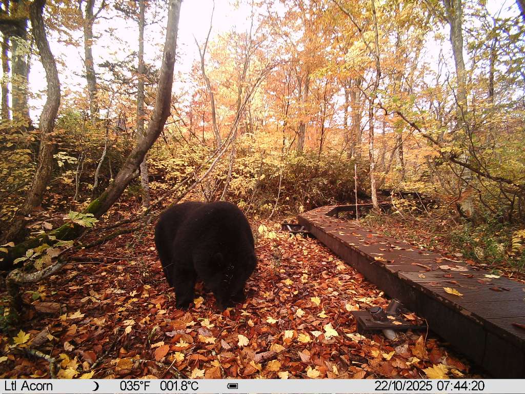 クマ情報】週間レポート10/13～10/22（大沼後生掛地区） | 八幡平
