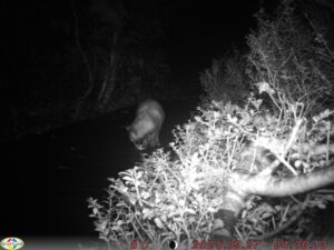 【クマ情報】週間レポート9/29～10/5（大沼後生掛地区）