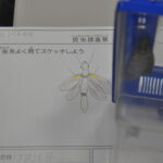 ７月19日（日）「八幡平昆虫調査隊～ブナ林に住む虫たちを調べよう！」【１回目】