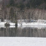 【自然情報】4月19日　大沼自然探勝路、VC周辺