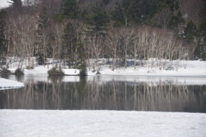【自然情報】4月19日　大沼自然探勝路、VC周辺