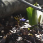 本日の天気　大沼（4/２０)