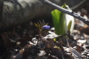 本日の天気　大沼（4/２０)