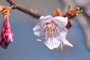 薄桃色