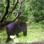 【クマ情報】週間レポート6/19～6/26（大沼後生掛地区）