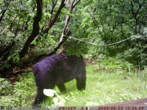 【クマ情報】週間レポート6/19～6/26（大沼後生掛地区）