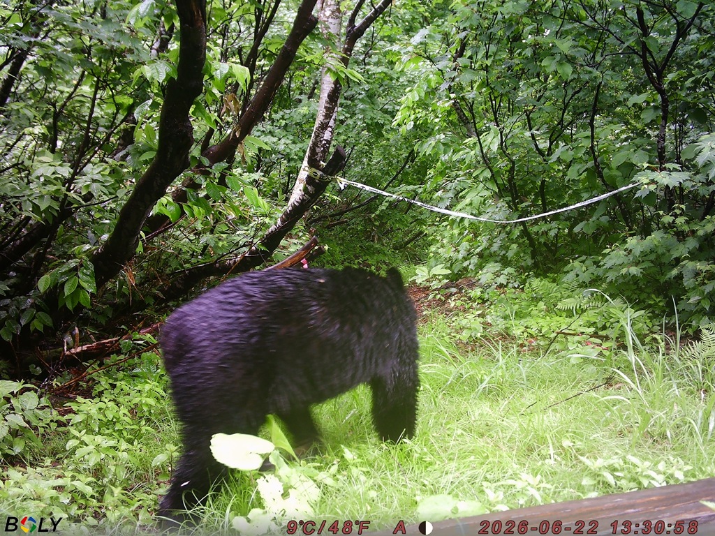 クマ情報】週間レポート6/19～6/26（大沼後生掛地区） | 八幡平