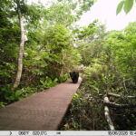 【クマ情報】週間レポート6/14～6/19（大沼後生掛地区）