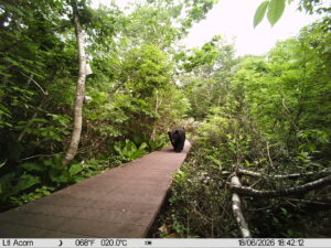 【クマ情報】週間レポート6/14～6/19（大沼後生掛地区）