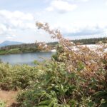 【自然情報】6月14日　八幡沼周回 、八幡平山頂