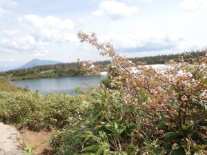 【自然情報】6月14日　八幡沼周回 、八幡平山頂