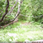 【クマ情報】週間レポート6/26～7/3（大沼後生掛地区）
