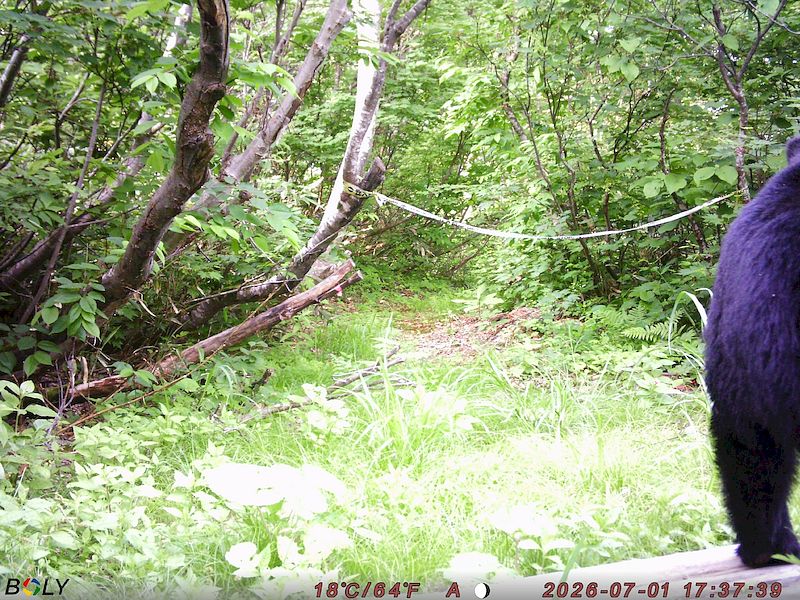 くまっち様確認専用ページ【取り置き中　4月6日迄】 クマ情報】週間レポート7/3～7/6（大沼後生掛地区） | 八幡平ビジター
