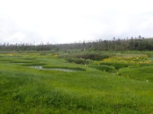 【自然情報】7月17日　八幡沼周回 、八幡平山頂