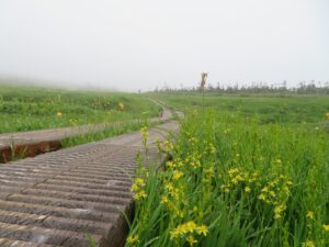 【自然情報】7月27日　八幡沼周回 、八幡平山頂