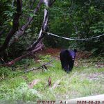 【クマ情報】週間レポート8/19～8/26（大沼後生掛地区）