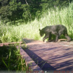 【クマ情報】週間レポート7/30～8/6（大沼後生掛地区）