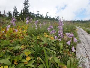 【自然情報】8月18日　八幡沼周回 、八幡平山頂