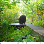 【クマ情報】週間レポート9/22～9/29（大沼後生掛地区）