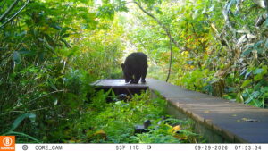 【クマ情報】週間レポート9/22～9/29（大沼後生掛地区）