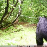 【クマ情報】週間レポート9/8～9/15（大沼後生掛地区）