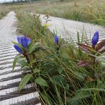 【自然情報】9月4日　八幡沼、八幡平山頂周回